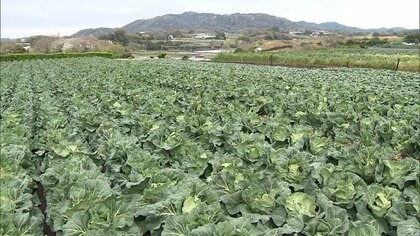 【経済】白菜は価格平年の3倍に高騰…キャベツ2.7倍、大根やネギは1.6倍　調査対象の野菜8品目全てが高値に